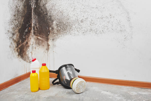 Best Basement Mold Remediation in Richland, MS